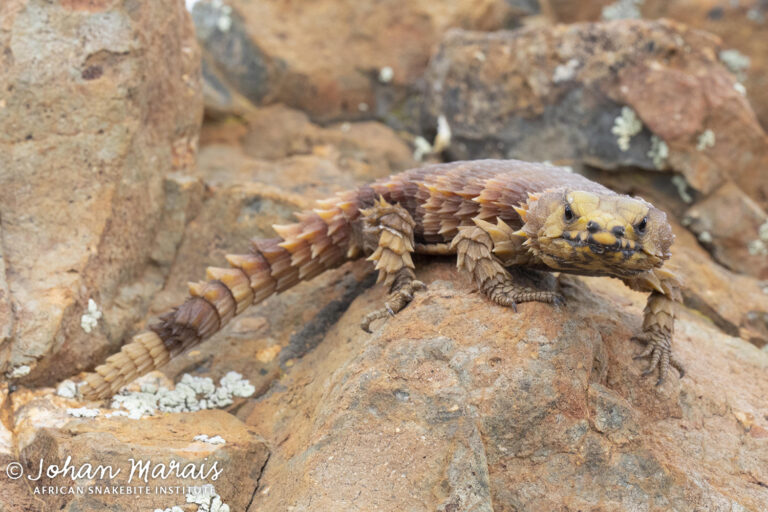 Lizard Species - Johan Marais