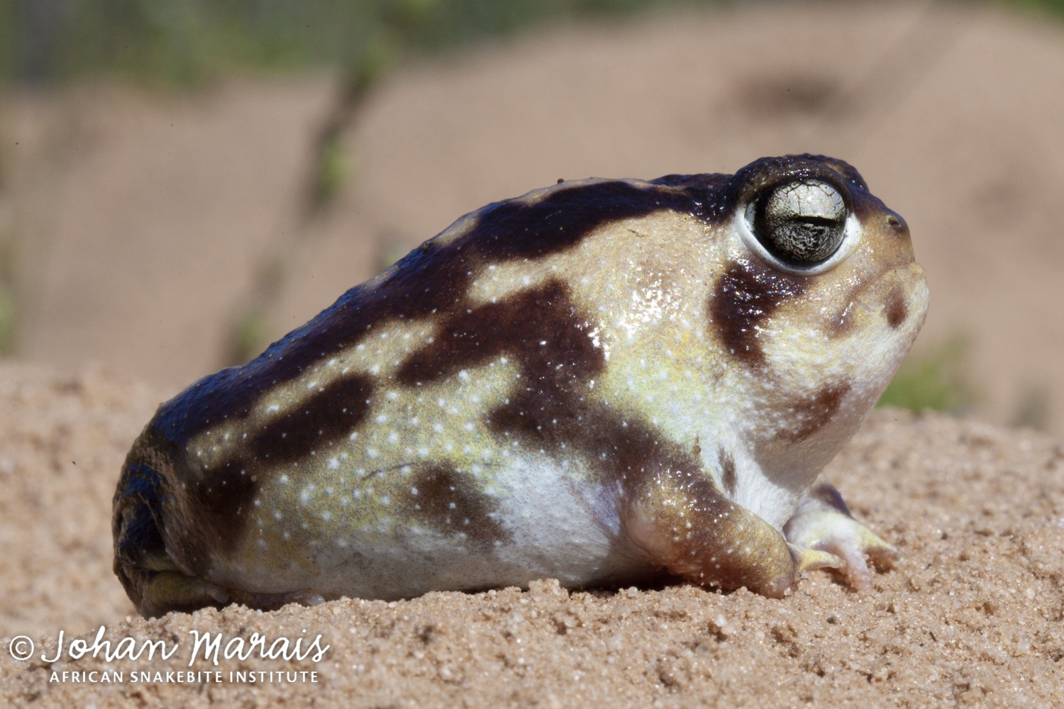 Namaqua Rain Frog (Breviceps namaquensis) Johan Marais