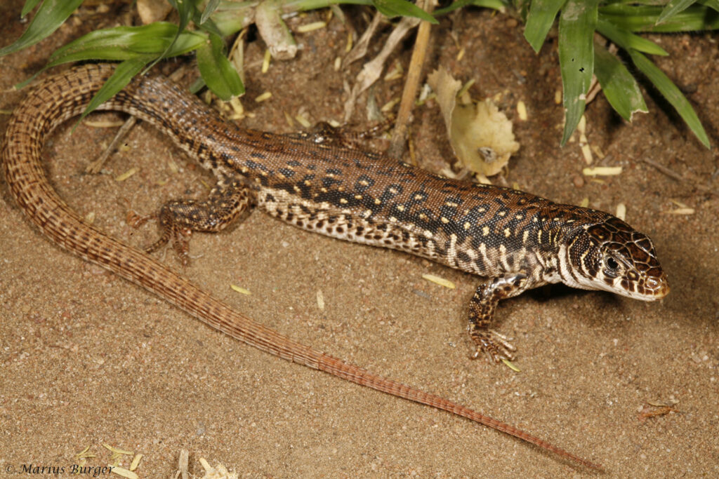 Spotted Sandveld Lizard (Nucras intertexta) 3. Copyright Marius Burger