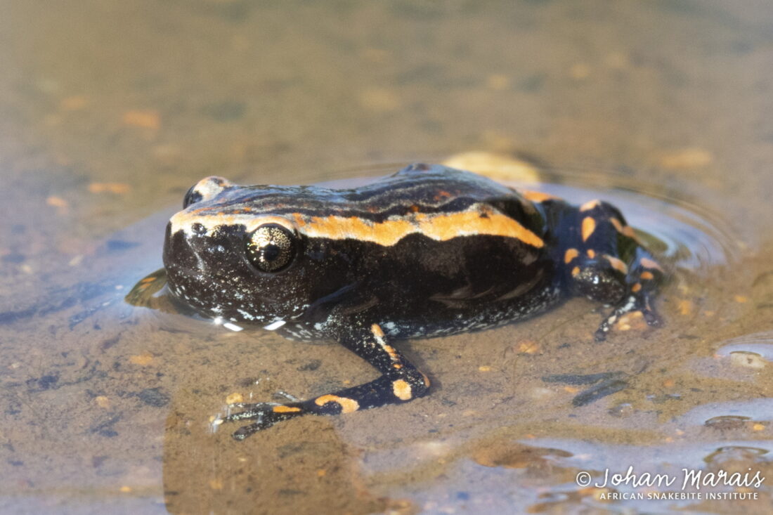 Banded Rubber Frog (Phrynomantis bifasciatus) - Johan Marais