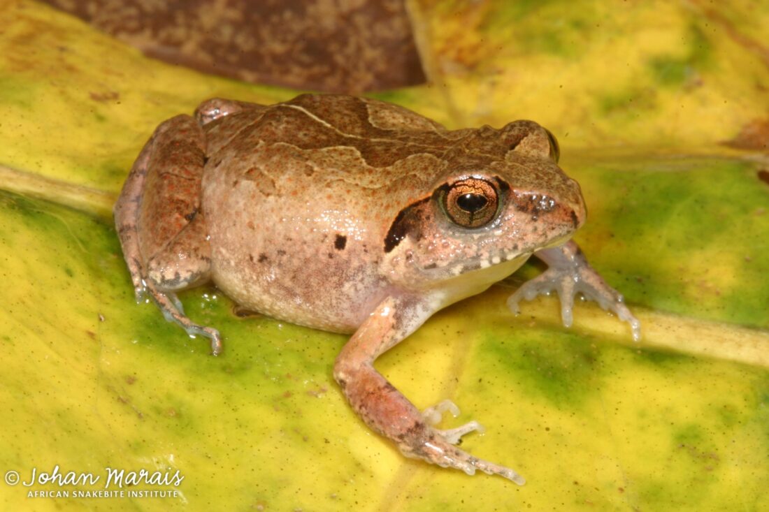 Shovel-footed Squeaker (Arthroleptis stenodactylus) - Johan Marais