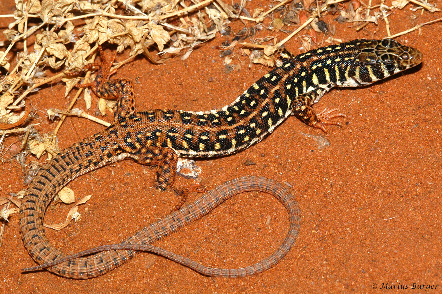 Types Of Lizards In South Africa