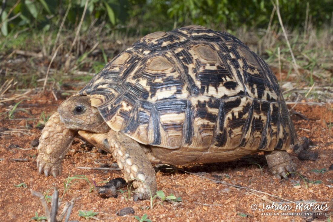 Tortoise Species - Johan Marais