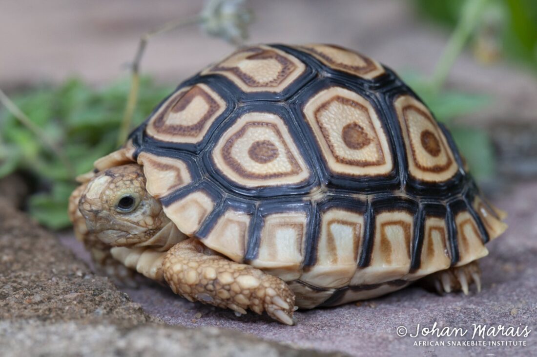 Tortoise Species - Johan Marais